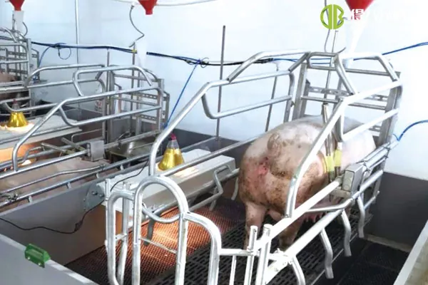 ãLift đẻđơn vịãHunan Yueyang 2400 nái trang trại