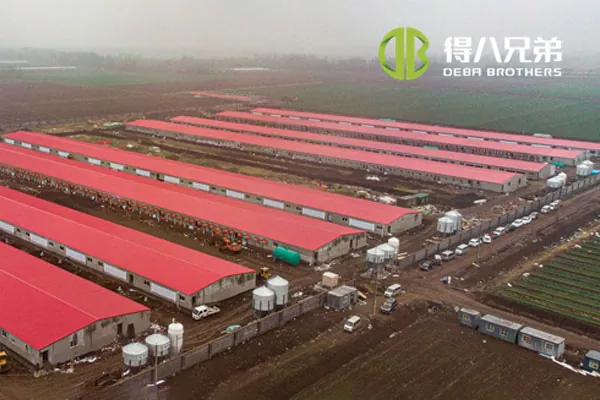 ãDự án đầy đủ dây chuyềnãTrại lợn nái Shandong Zhucheng4800