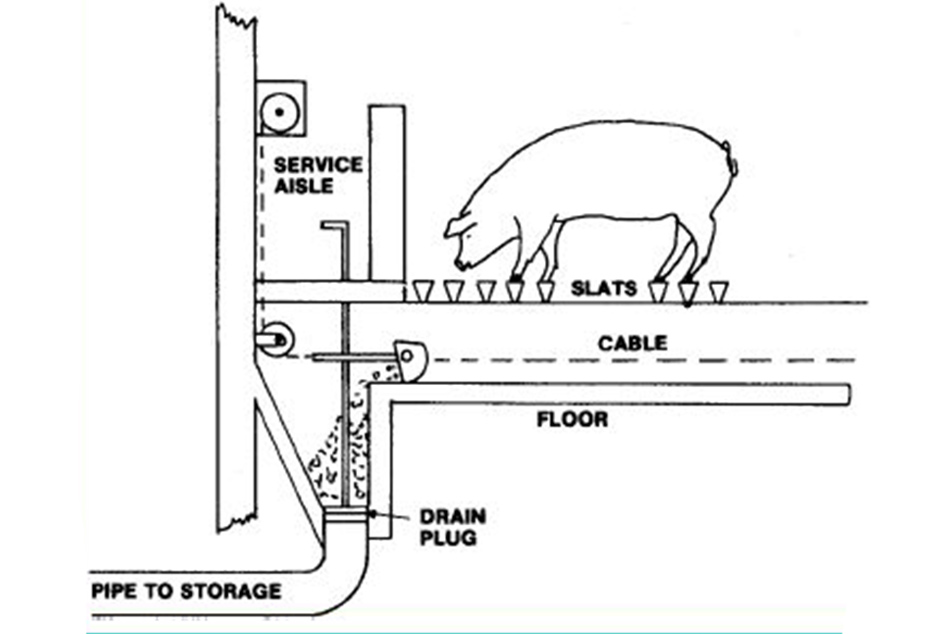 Cách mạng hóa trang trại lợn của bạn với hệ thống máy cào phân lợn chất lượng cao