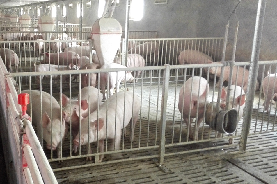 Tối ưu hóa thực hành chăn nuôi lợn để đảm bảo tính bền vững và sức khỏe môi trường