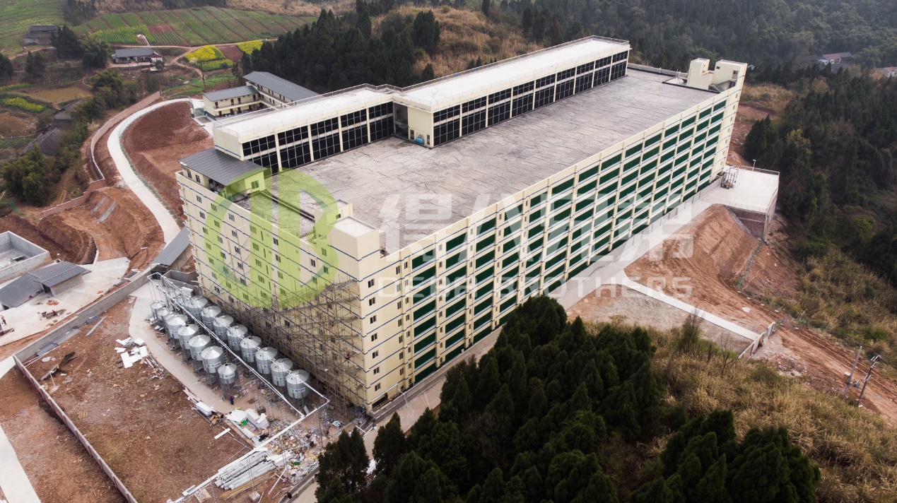 Làm thế nào để cải thiện chất lượng môi trường trong thiết kế trang trại lợn hiện đại