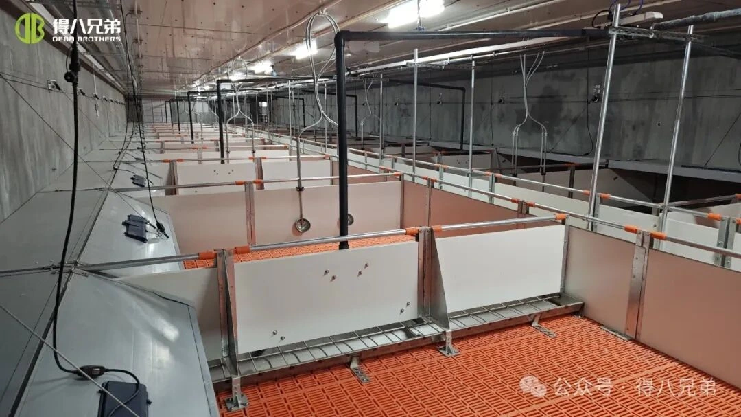 Phòng ngừa và quản lý stress nhiệt ở trang trại lợn trong thời tiết nắng nóng