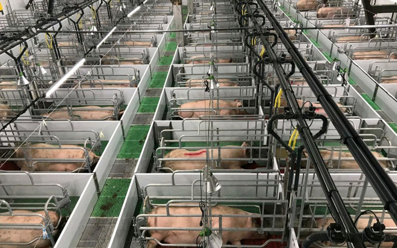 Dinh dưỡng chính xác & quản lý khoa học: Hỗ trợ chăn nuôi lợn nái mang thai hiệu quả — Debabrother giúp trang trại lợn cải thiện chất lượng và hiệu quả
